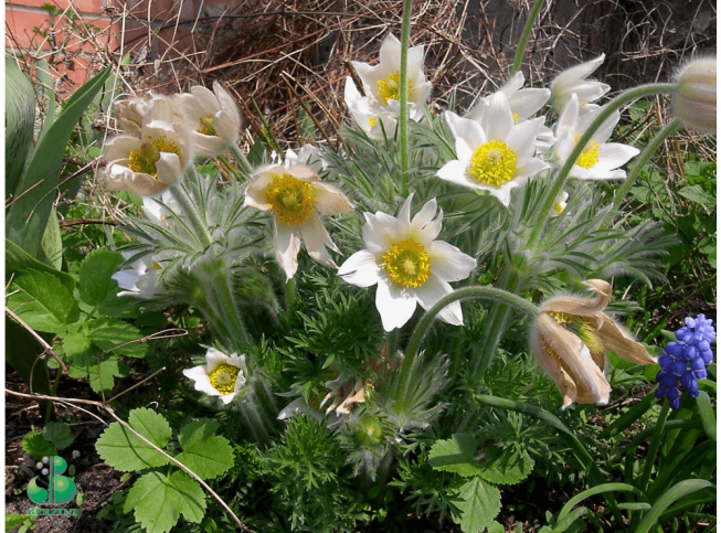 Pulsatilla vulgaris   'Alba'